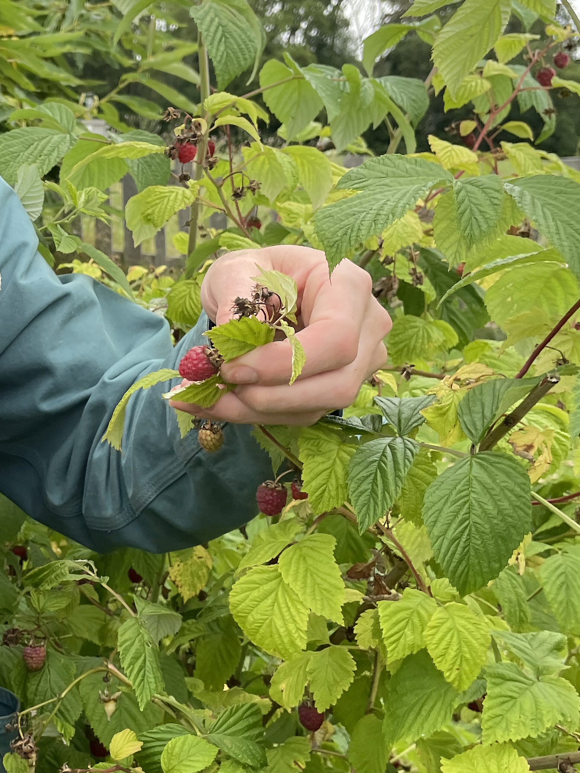 Fruitpicking (3)